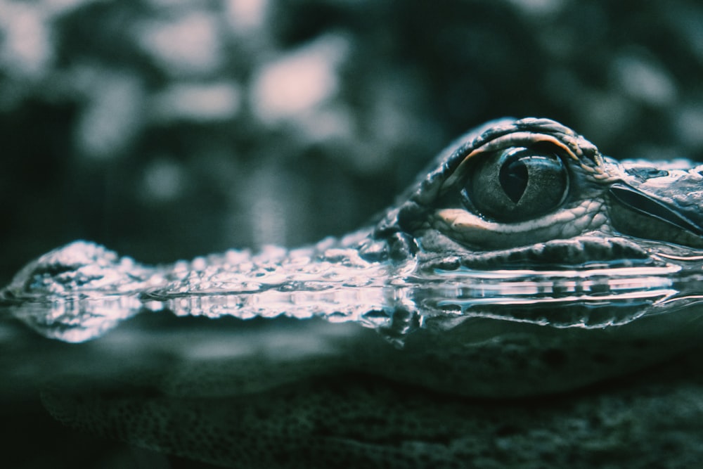 closeup photography of alligator in water