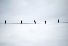 a group of birds sitting on top of a wire