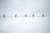 a group of birds sitting on top of a wire