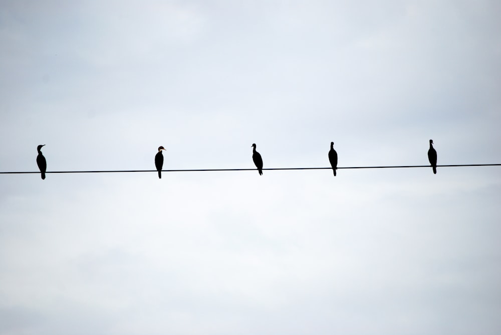 a group of birds sitting on top of a wire