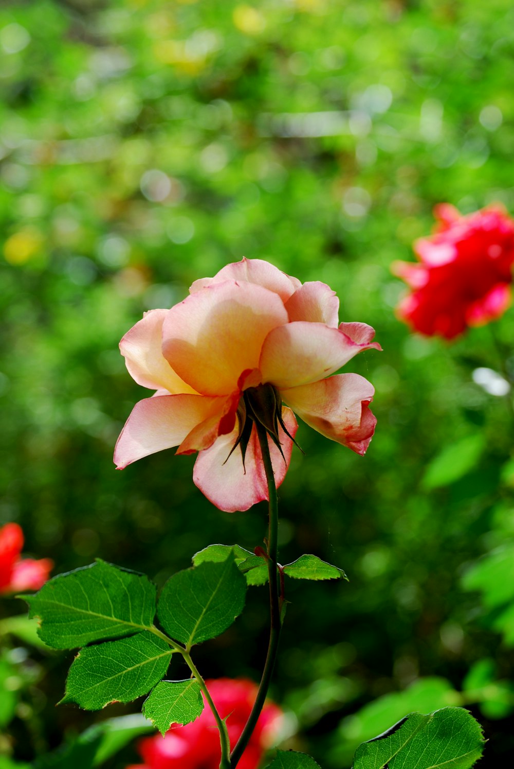 pink rose flower