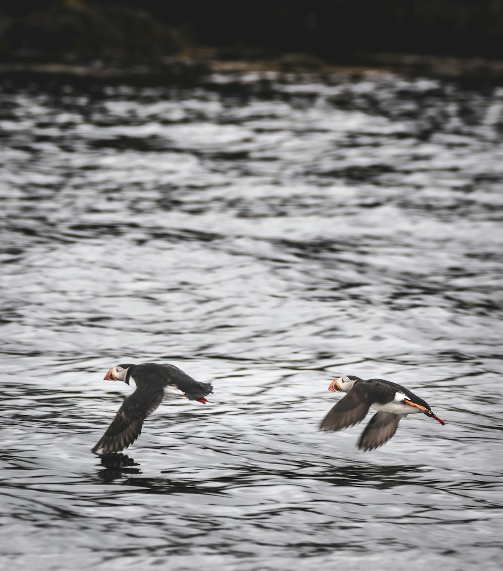 two birds flying over a body of water