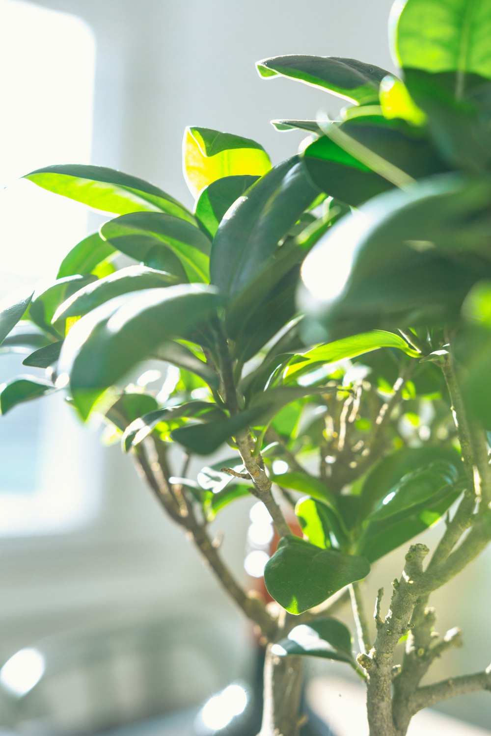 green leafed plant