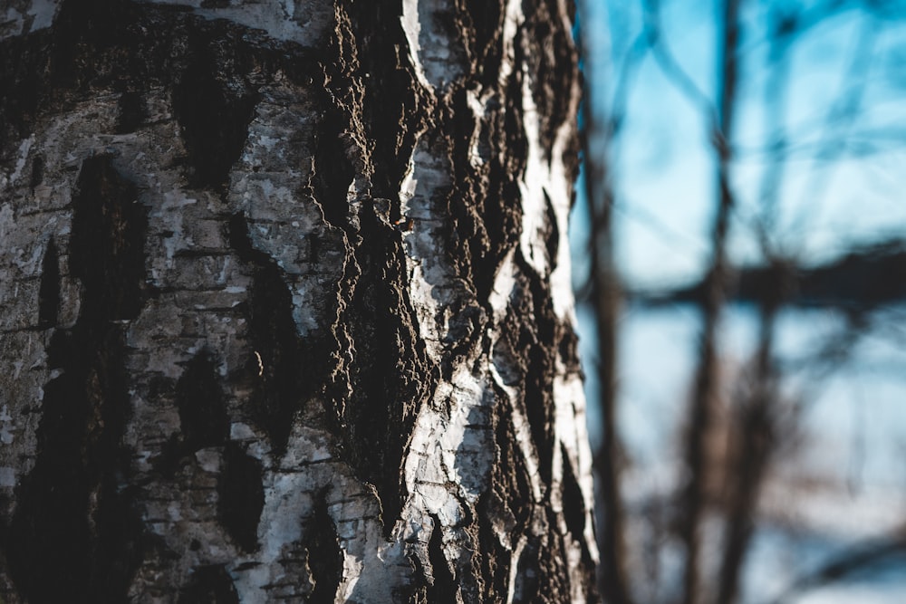 a close up of the bark of a tree