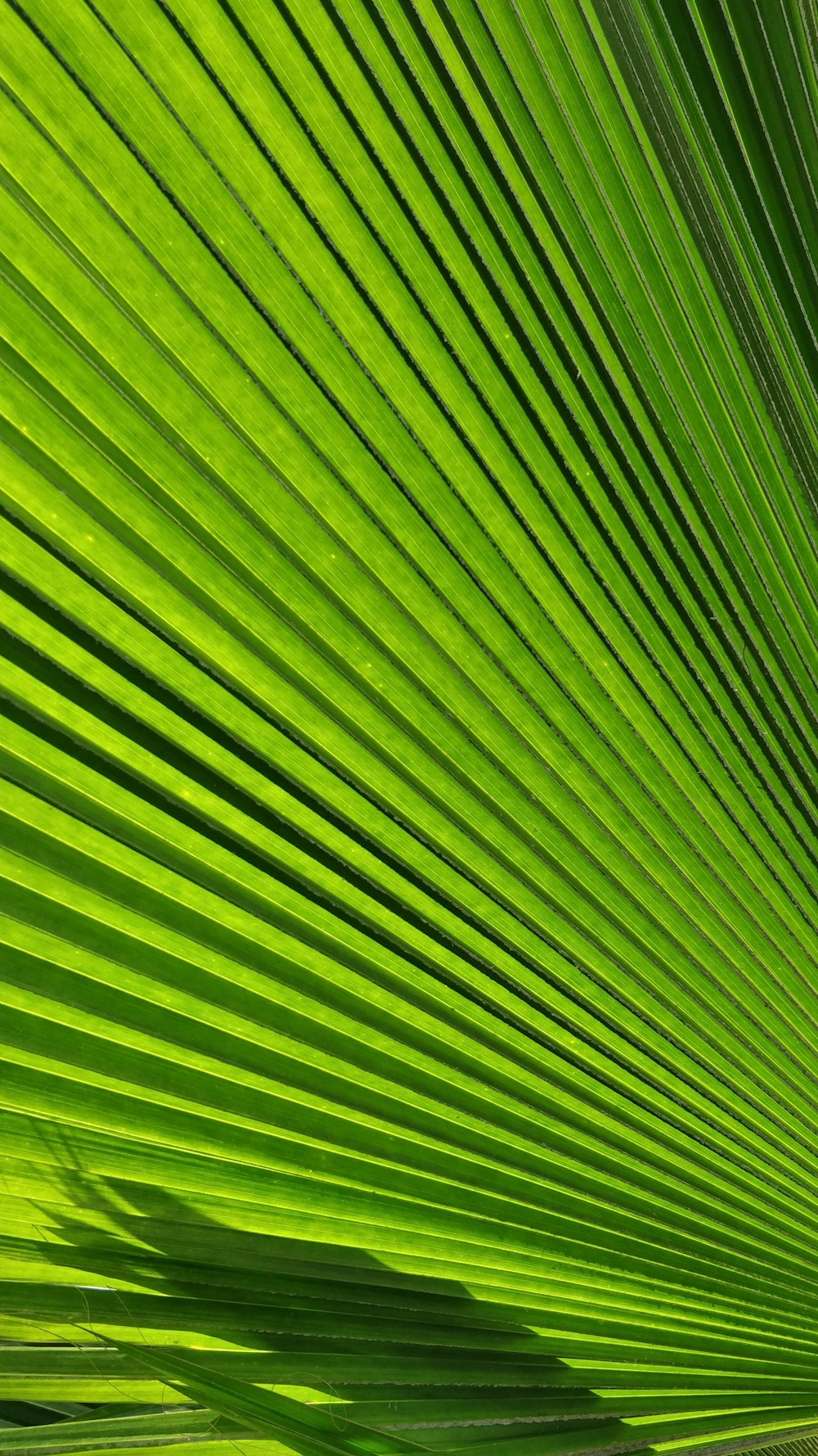 macro photography of green palm leaf