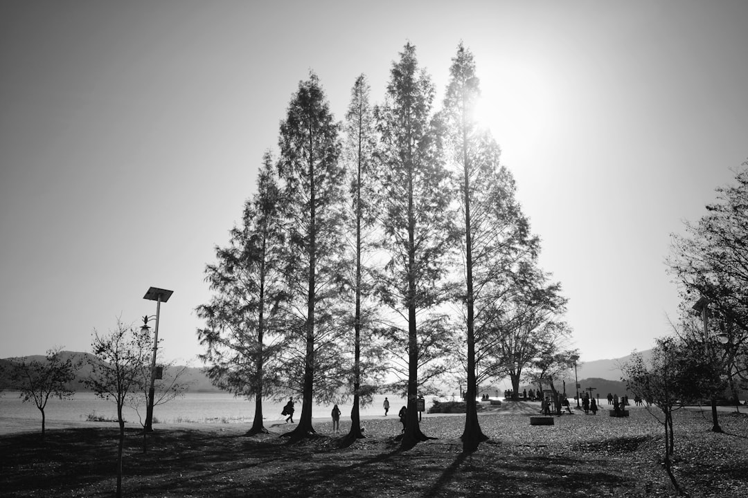 pine trees on grayscale photography