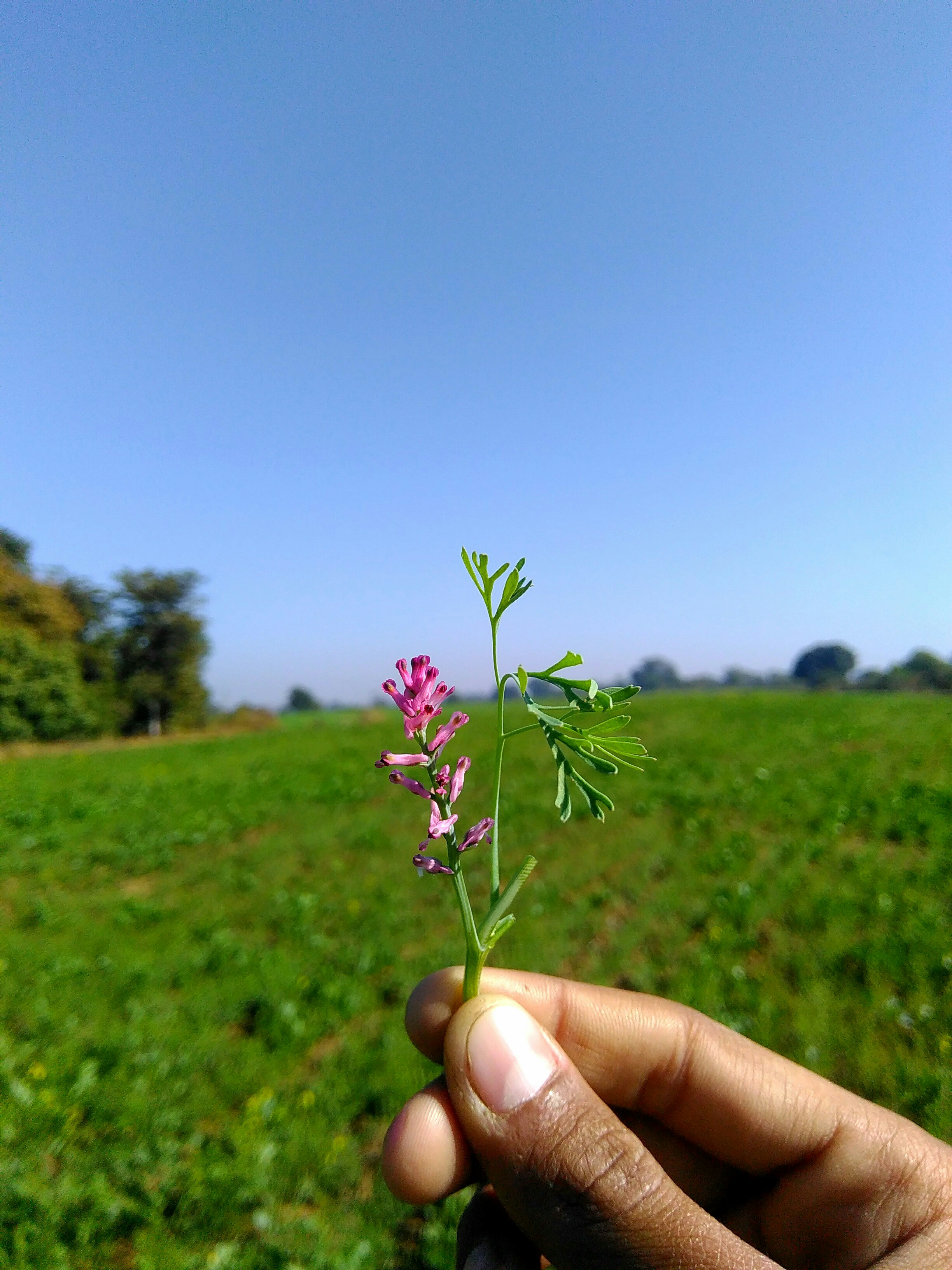 rosa Rosa