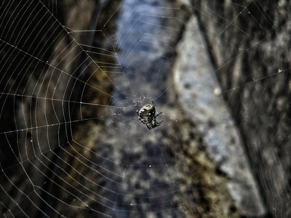 gray spider on web