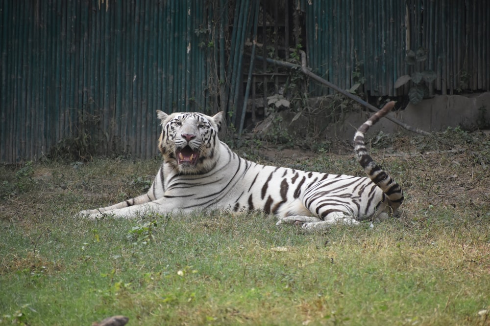 albino tiger photograph