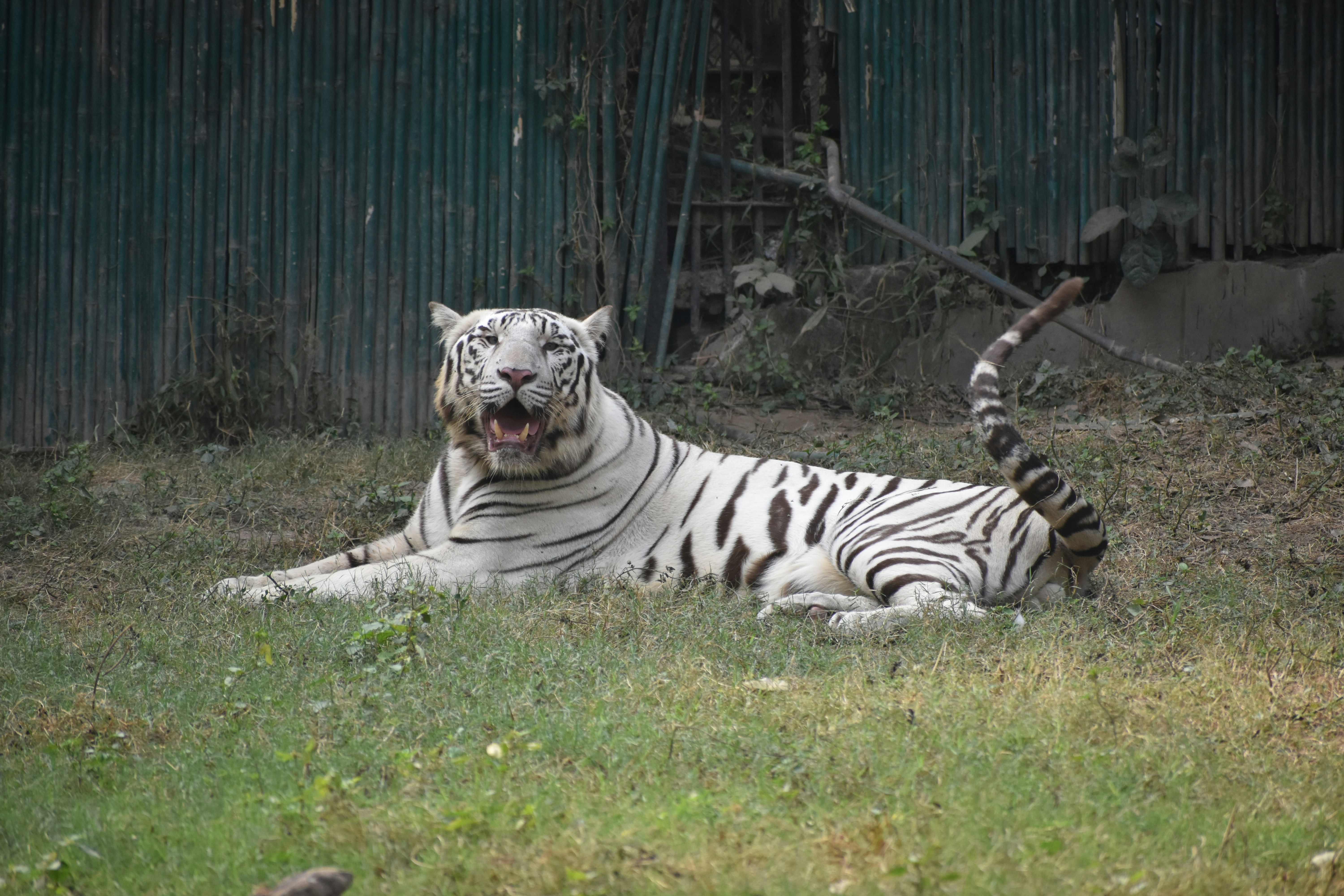 White Tiger Relaxing, White Tiger,