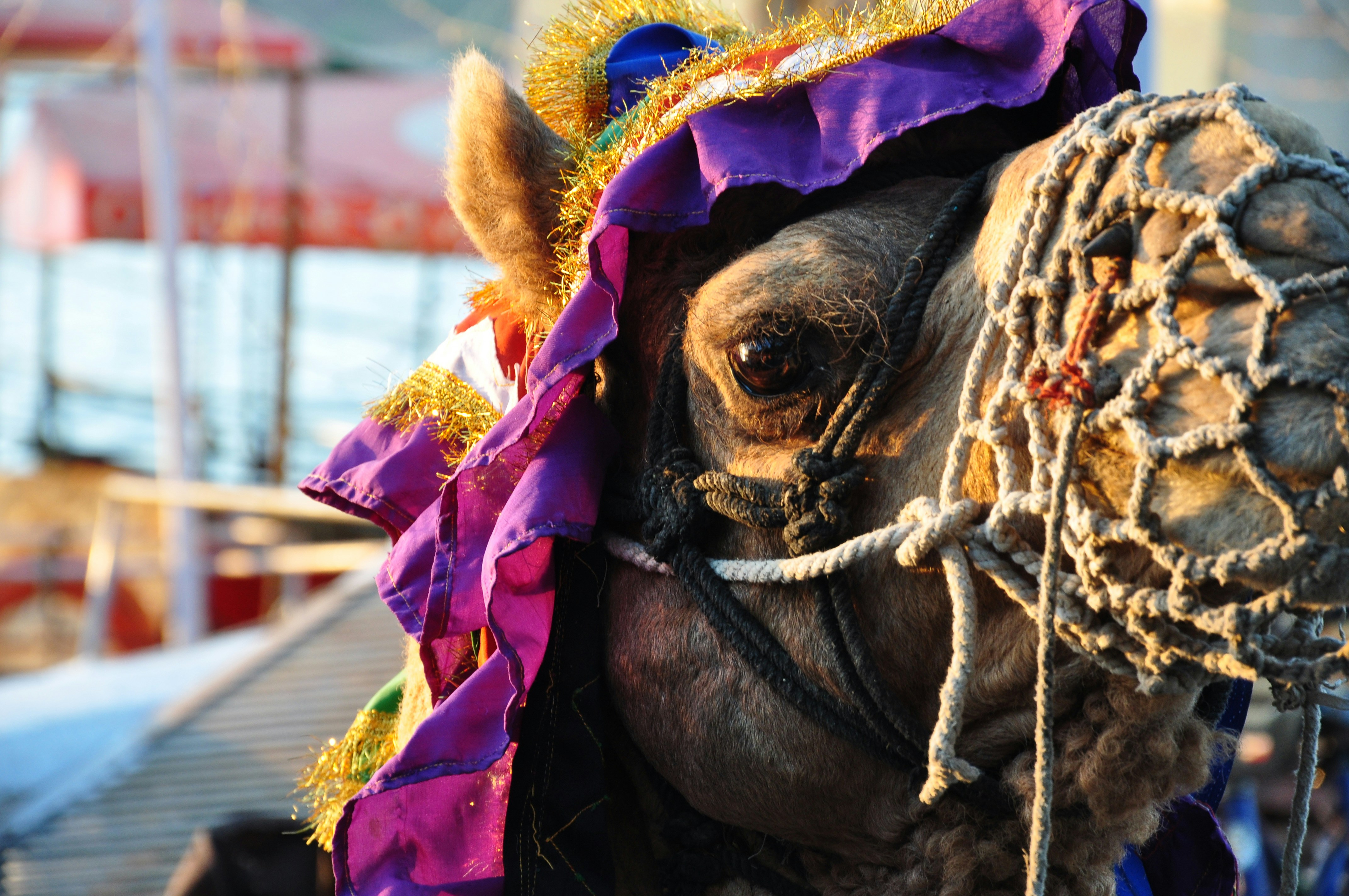 Photo by pallavichandra