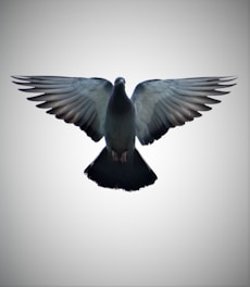 A stunning banner featuring racing pigeons in flight.