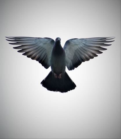 A stunning banner featuring racing pigeons in flight.