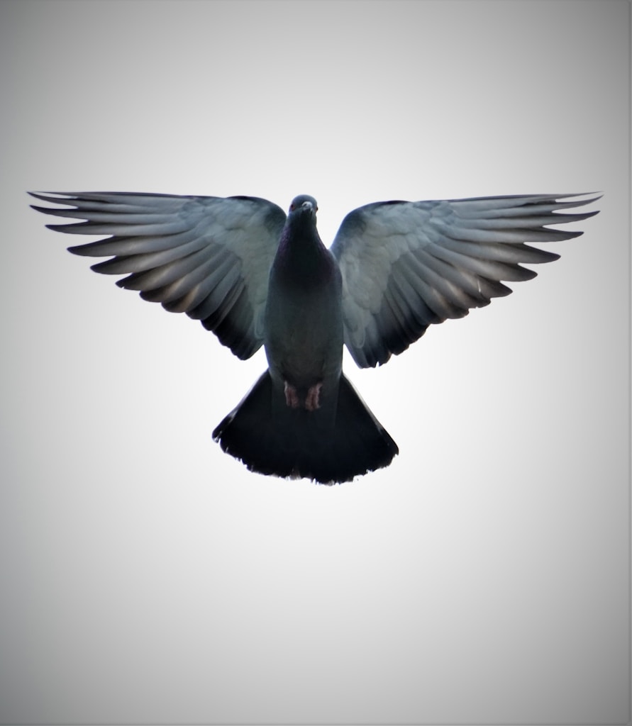 Silver Wing Hen