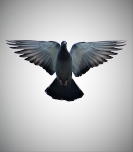 Silver Wing Hen