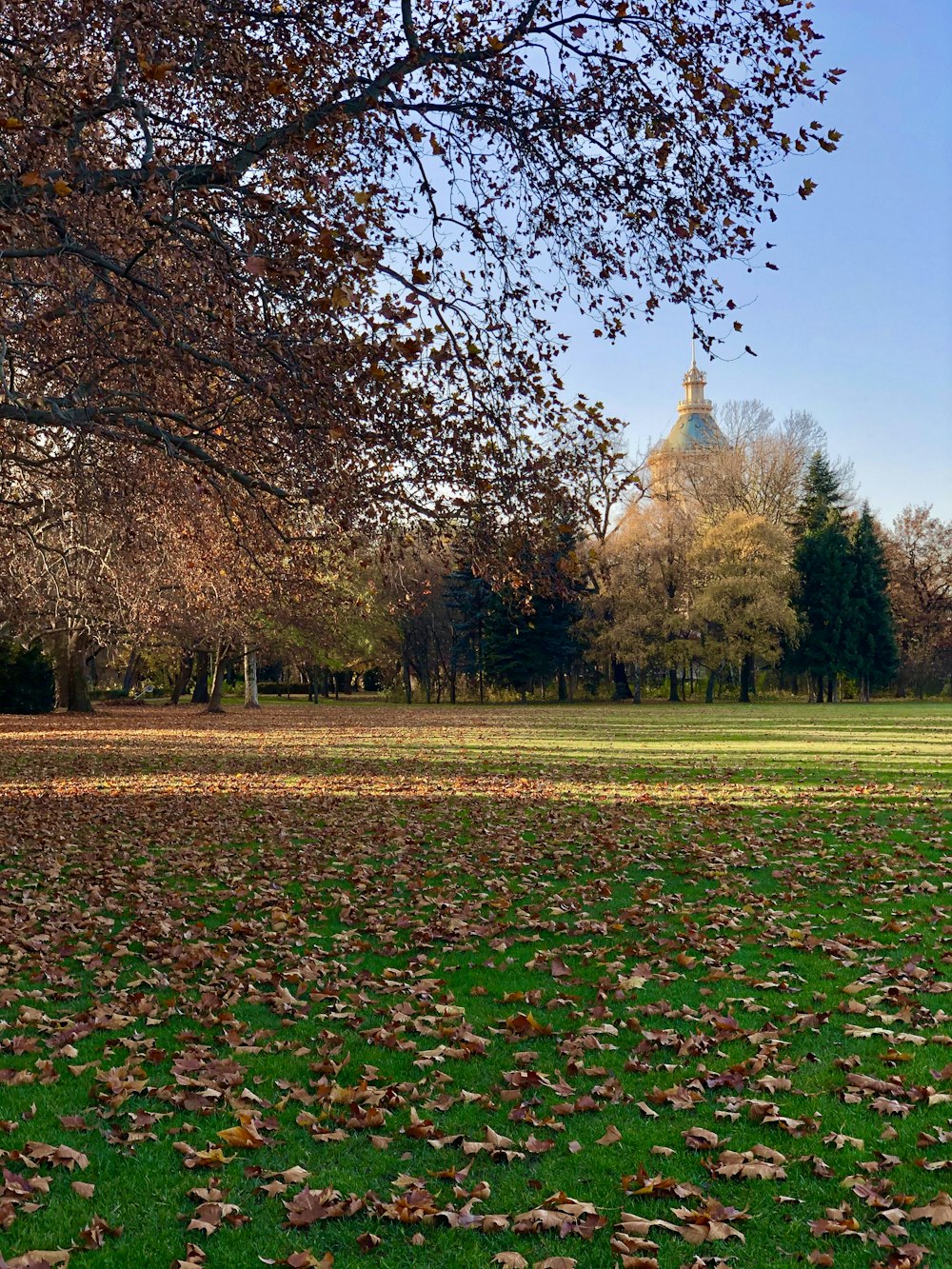 brown leaves on grass field