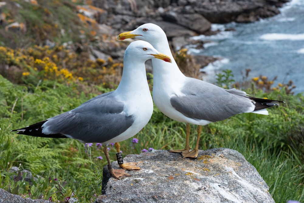 white and gray seagull