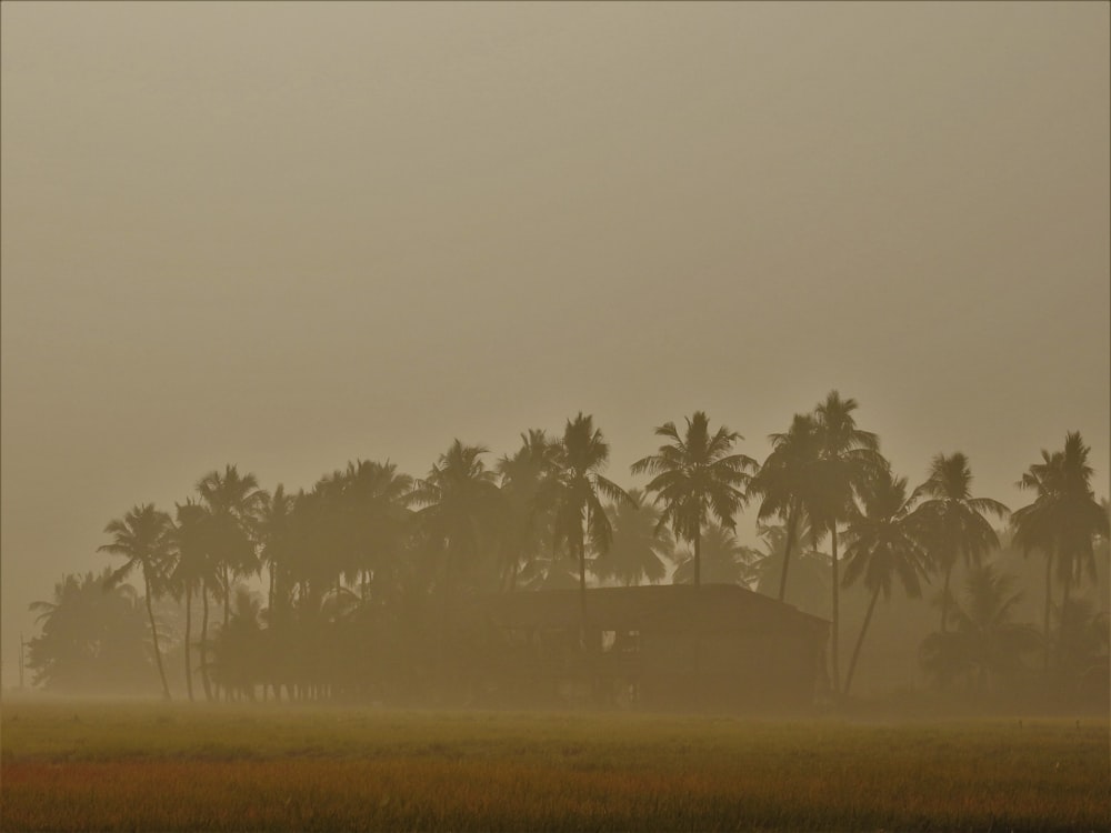 coconut trees photograph