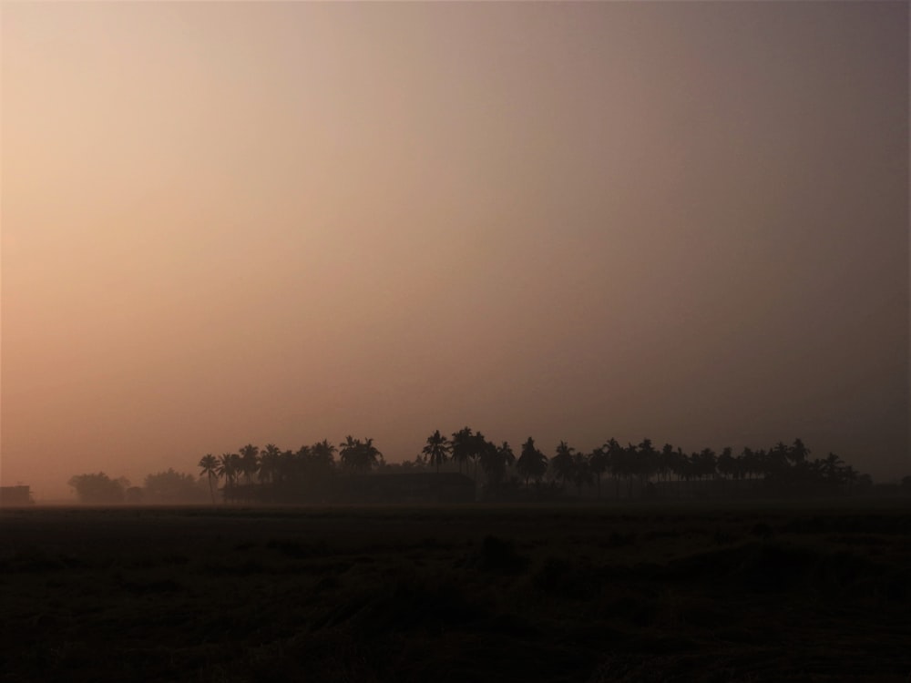 trees on the island photograph