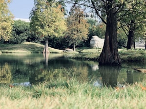 A serene backyard pond with clear water and natural stone accents surrounded by lush greenery.