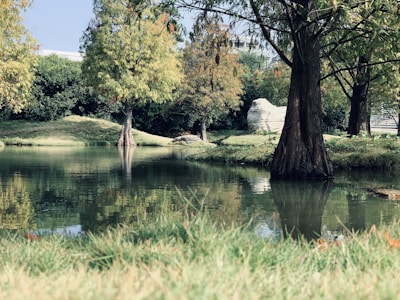 A serene backyard pond with clear water and natural stone accents surrounded by lush greenery.