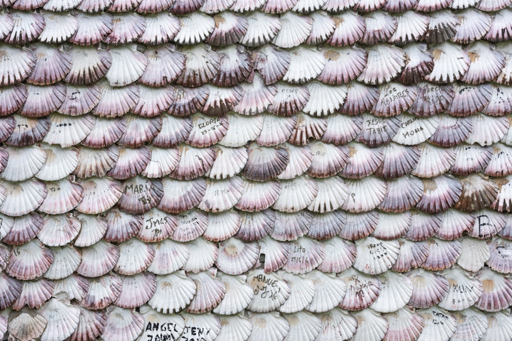 coquilles blanches et grises