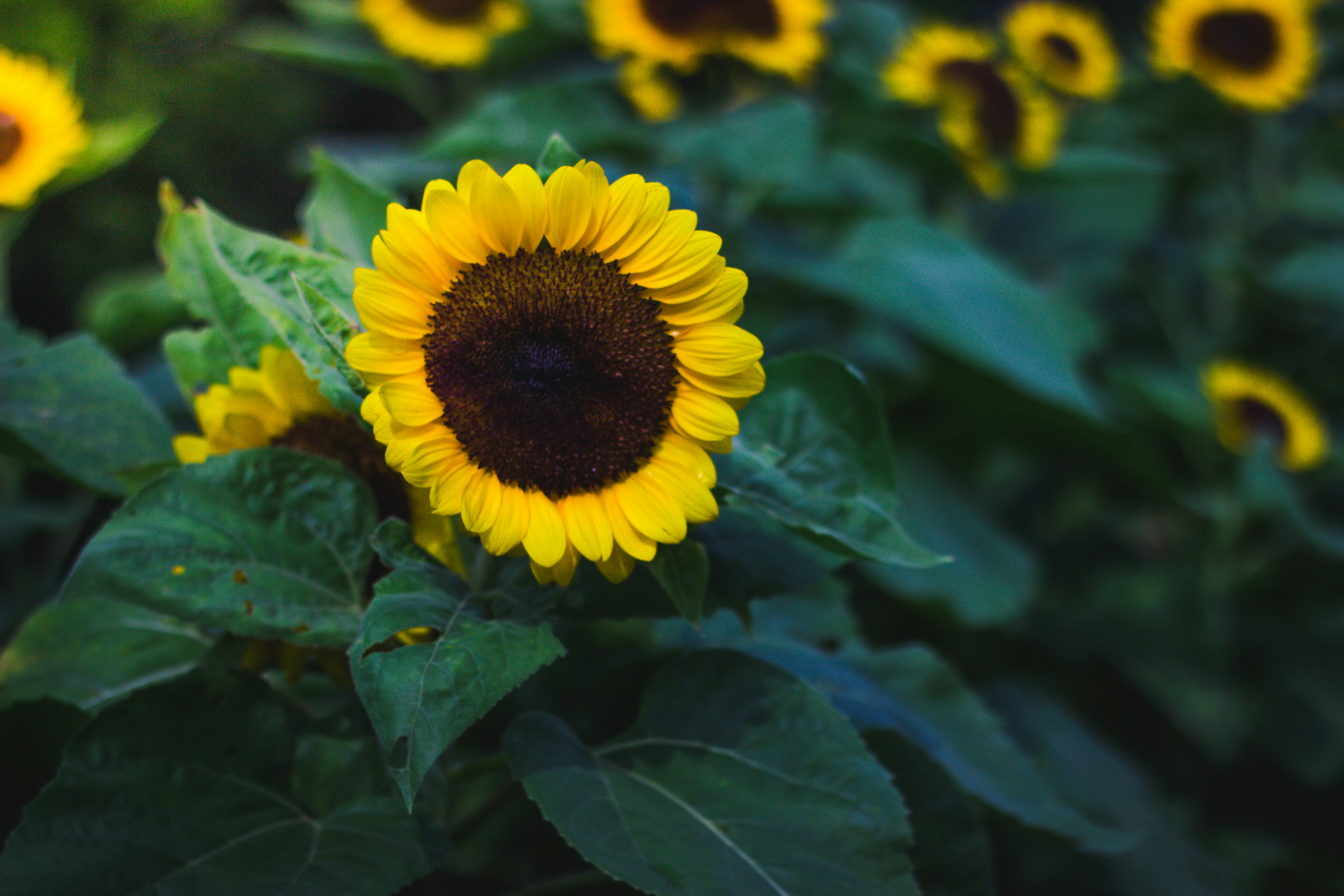 yellow sunflower flower