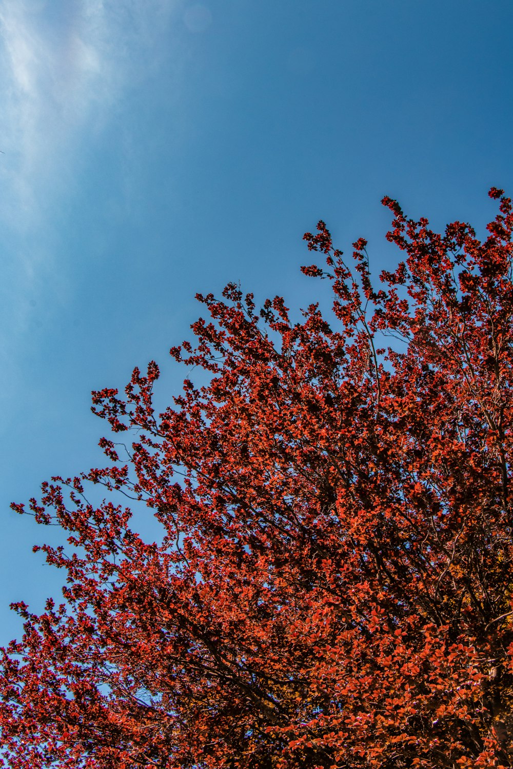 red trees