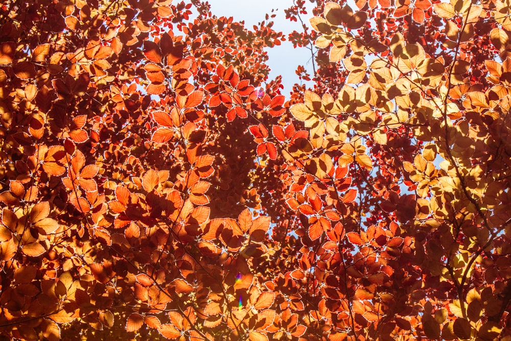 macro photography of orange leaf plant