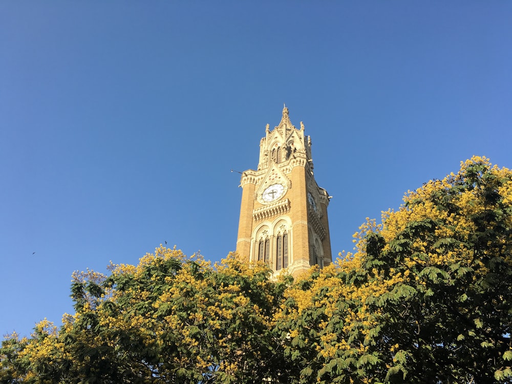 white and brown clock tower