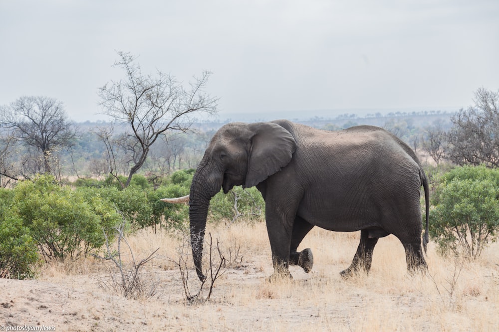 gray elephant standing on grass field