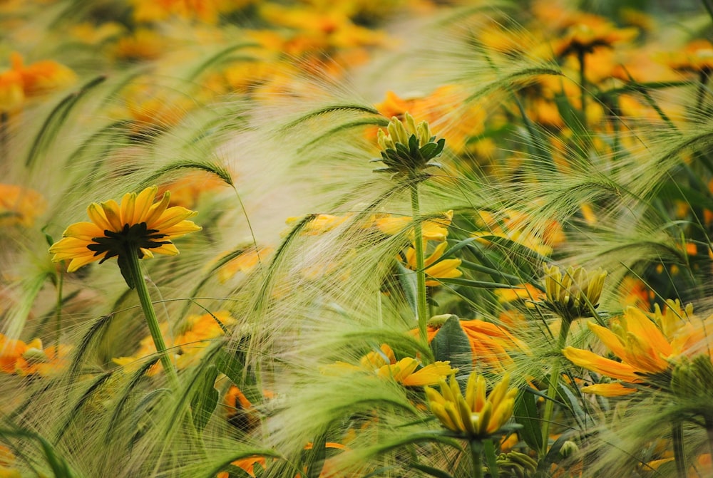 yellow petaled flowers