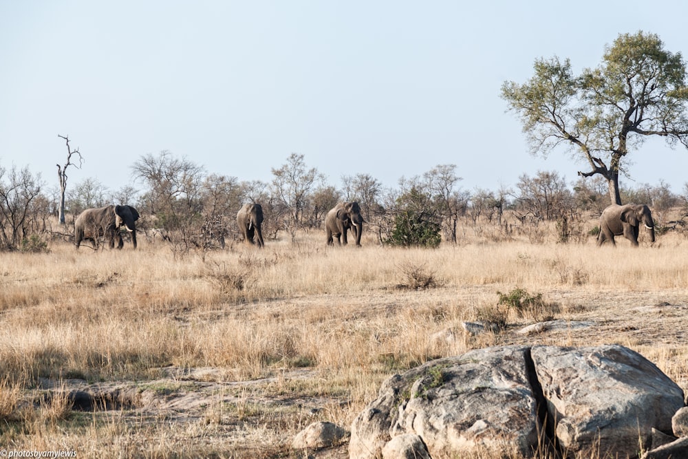 elephants on brown field near trees during daytime