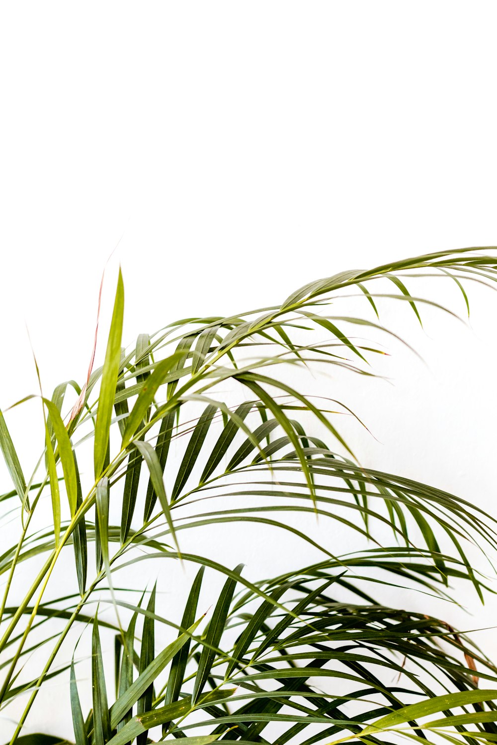 a close up of a palm tree with a white background