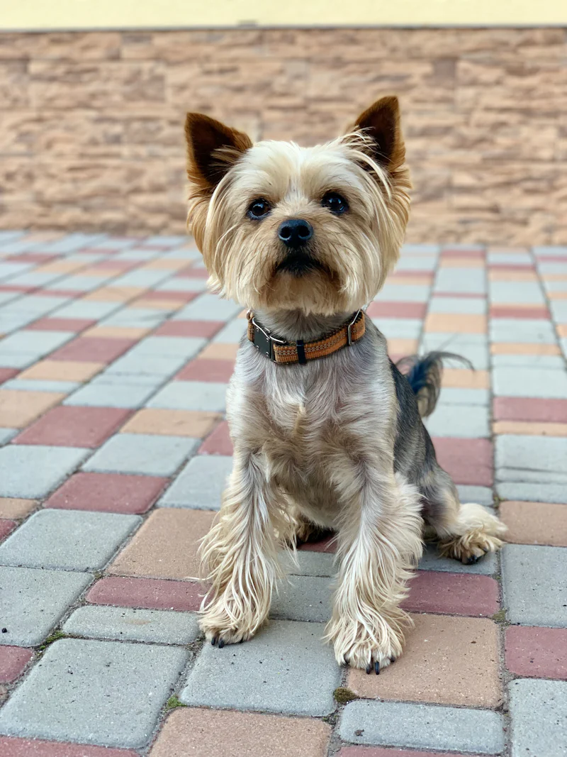 Dış mekanda duran küçük Yorkshire Terrier
