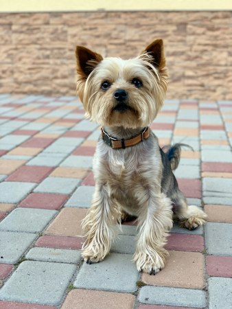 Yorkshire Terrier sitting on patterned paving bricks in front of a stone wall.