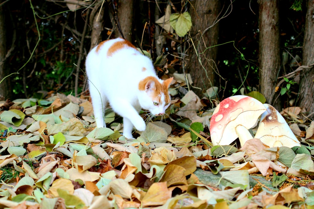 white and orange tabby cat