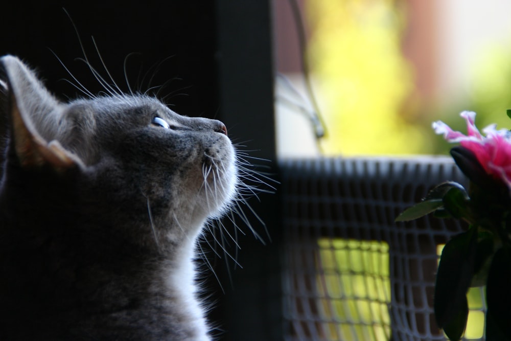 brown and gray cat standing near pink petaled flower