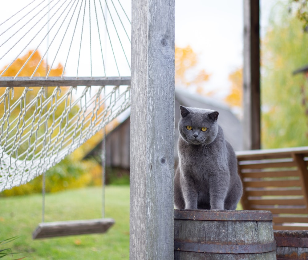 Russian blue on brown barrel