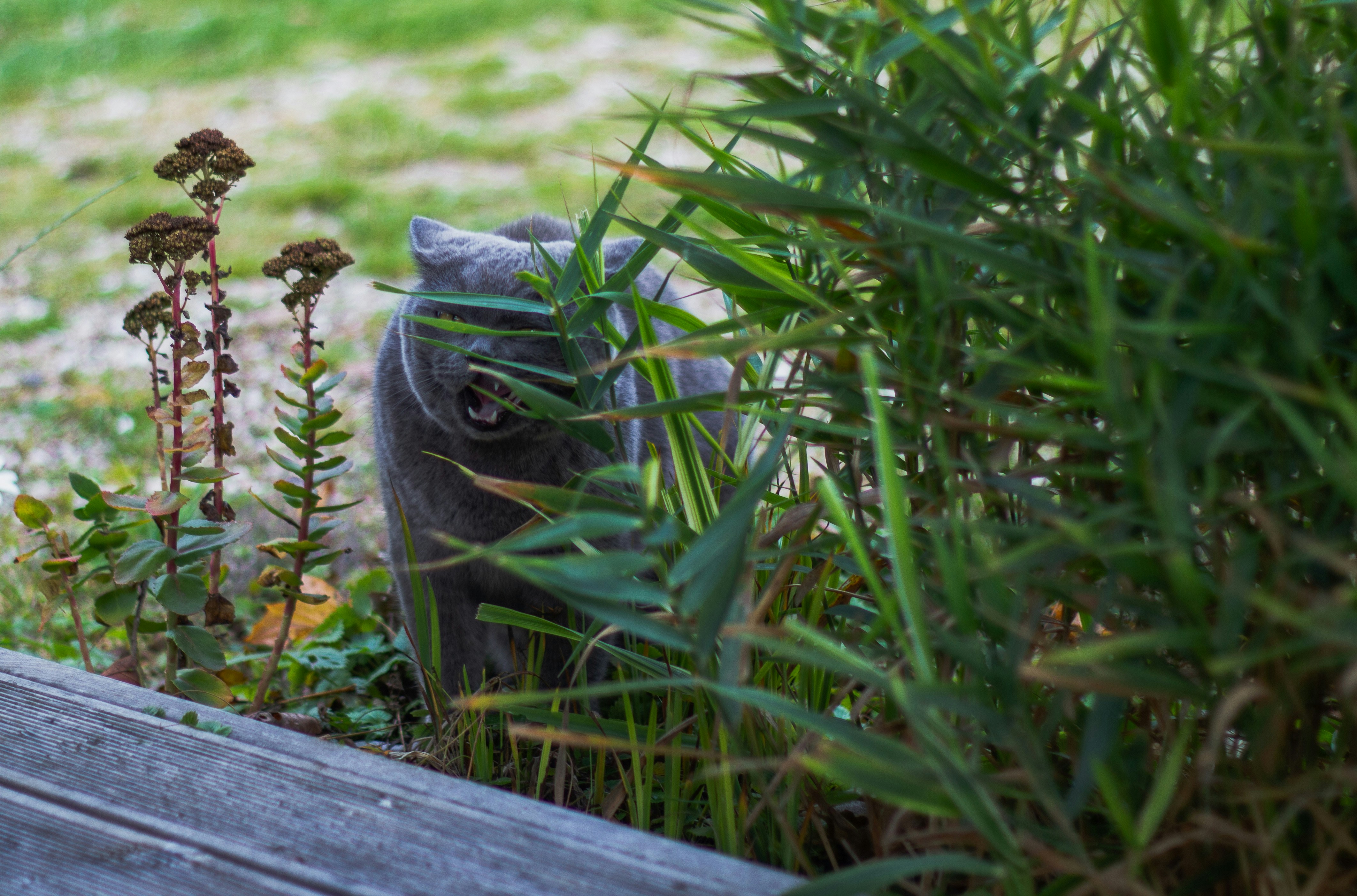 Photo by silverringvee