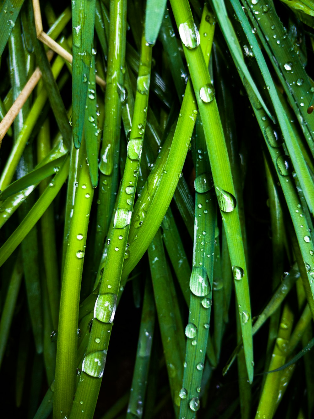 macro photography of green-leafed plants