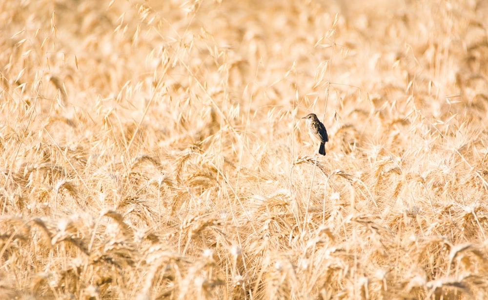 black and gray bird on wheat field