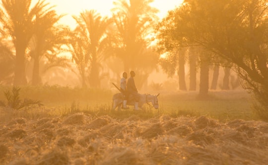 two people riding white horse on green field in foggy day in Fayoum Egypt
