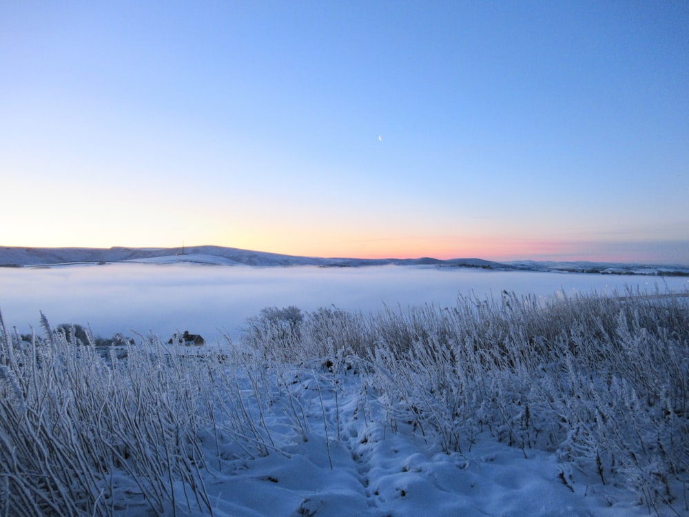 field covered with snow