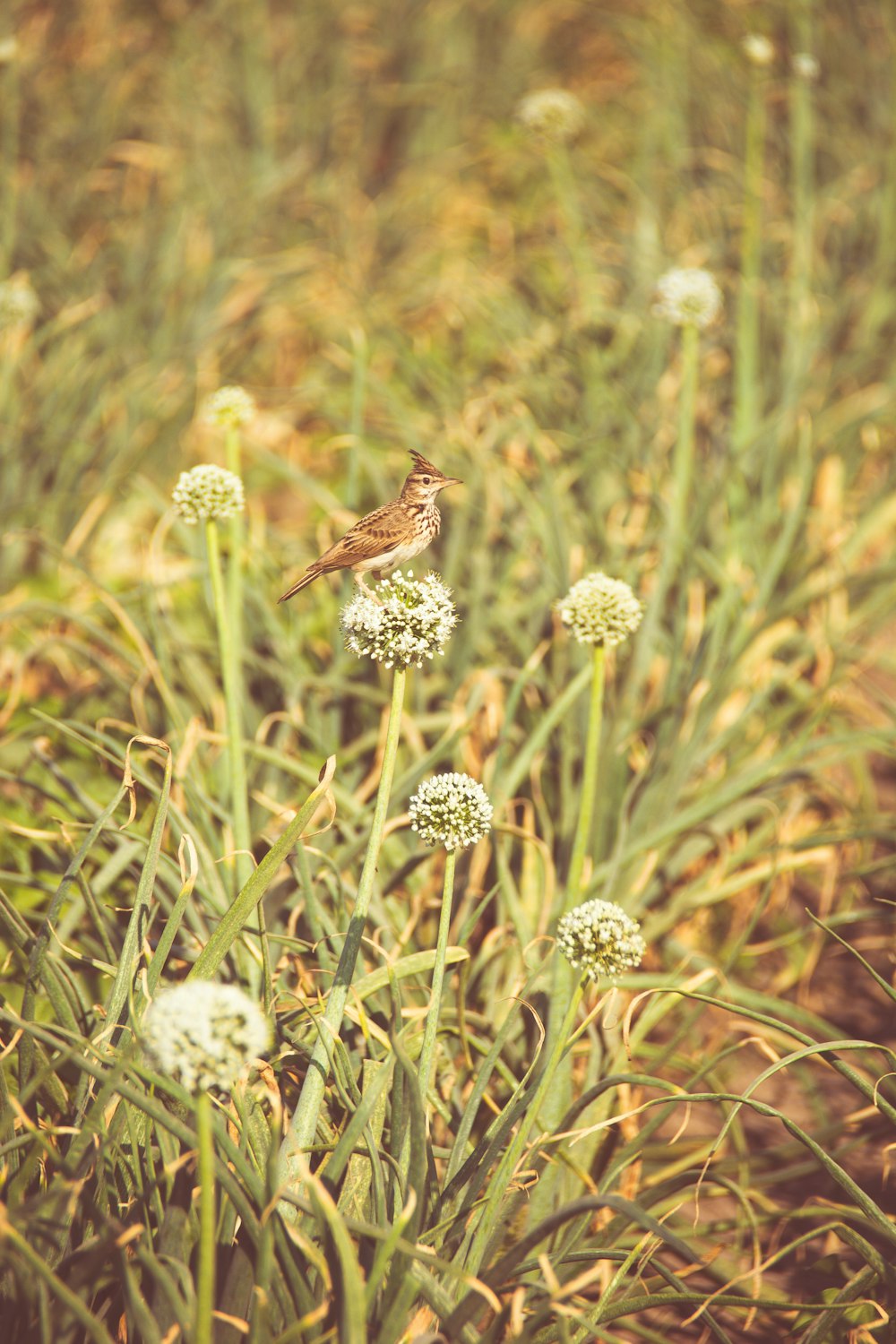 brown small-beaked bird on green flower