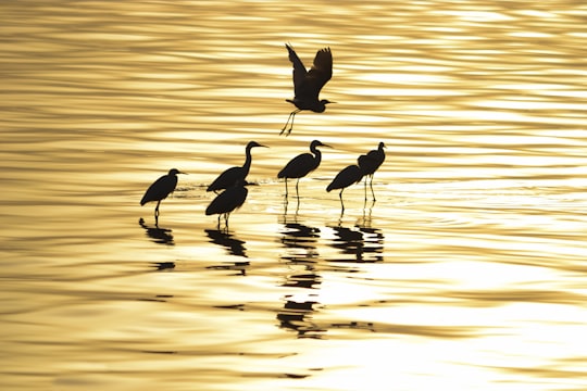 six black long-beaked birds on body of water in Fayoum Egypt