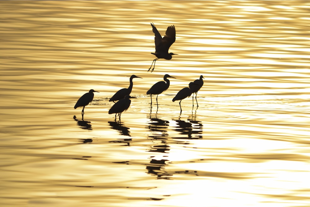 six black long-beaked birds on body of water