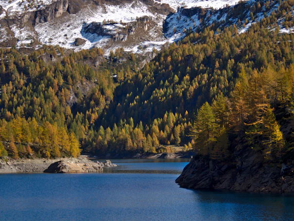 Muted forest green pine trees lining the edge of a calm alpine lake with distant mountains.