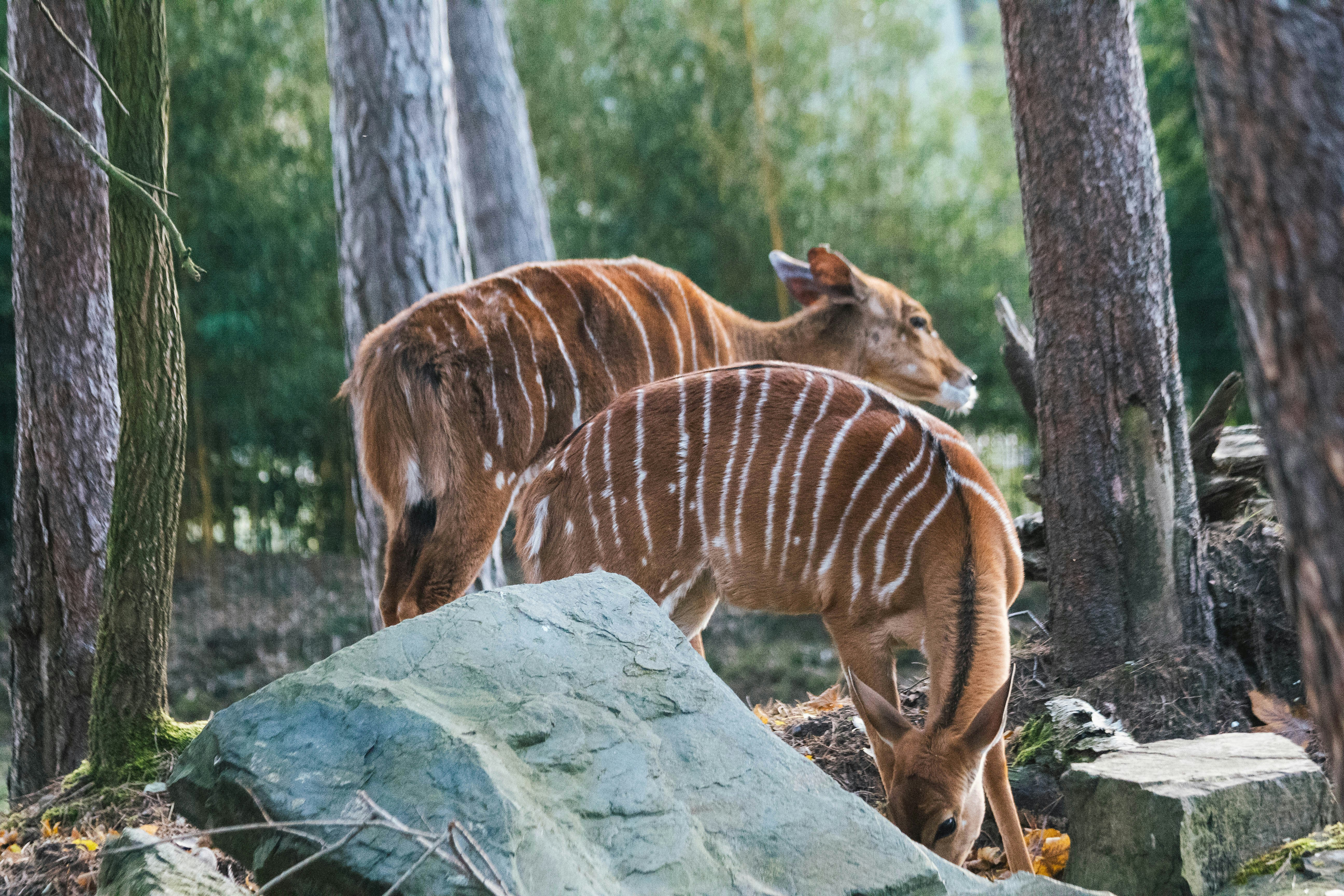 Définition de bongo Dictionnaire français