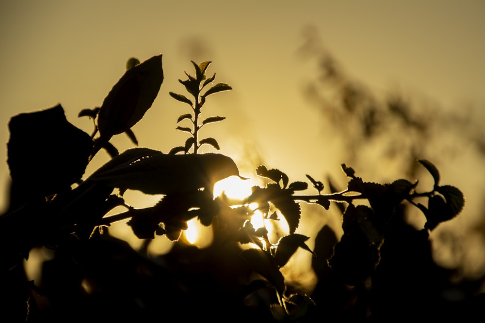 El sol brilla a través de las hojas de un árbol